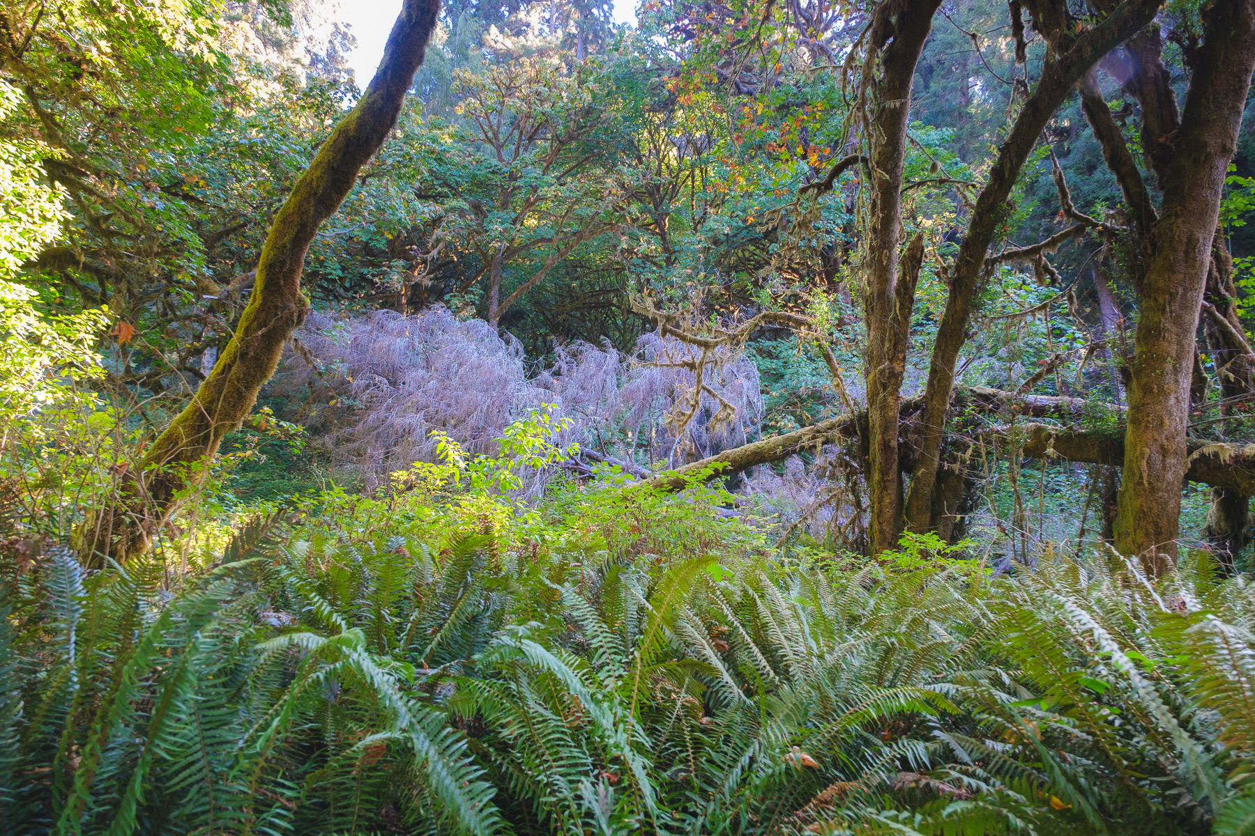 Pacific Northwest Road Trip photo titled Pacific Coast 14